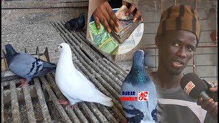 25 millions CFA découvrez le pigeon le plus cher à Yeumbeul Sénégal [upl. by Anawad]