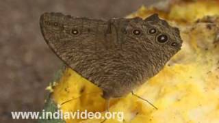 Melantis leda Butterfly Common Evening brown [upl. by Atirec462]