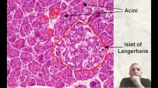 Histology of The Pancreas [upl. by Nolyarg]