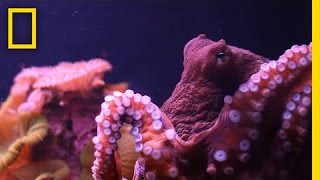 What is Octopus Ink Made of  National Geographic [upl. by Wallack]