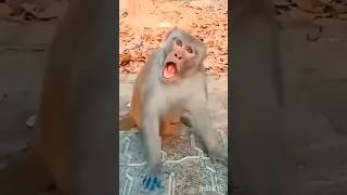 wren 🐦💞 amp monkey 🐒 funny 🤣funnyvideos wren monkey viral video funny cute shorts [upl. by O'Hara]