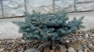 Picea pungens Glauca Globosa [upl. by Pavia]