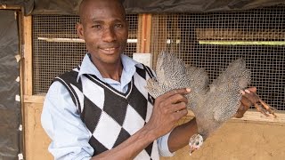 Guinea Fowl Farming Hatches Jobs in Ghana [upl. by Pedaiah]