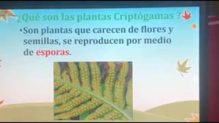 Plantas Criptógamas y su clasificación [upl. by Sedgewick352]