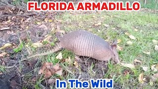 ARMADILLO OUT IN NATURE tatu [upl. by Leclair238]