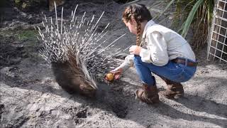 African Porcupine Enrichment [upl. by Dermot]