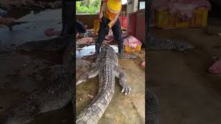 Women in Cambodia are skilled at extracting crocodile skin [upl. by Gerhardine682]