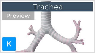 Trachea location and structure preview  Human Anatomy  Kenhub [upl. by Abraham]