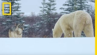 Wolf Pack Takes on a Polar Bear  Ep 1  Wildlife The Big Freeze [upl. by Lowery575]