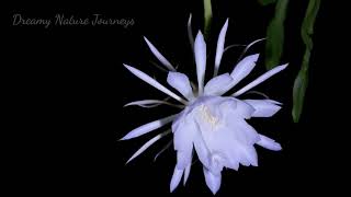 Timelapse of NightBlooming Cereus Epiphyllum Queen of the night Moon Cactus Night Cactus [upl. by Chaffinch]