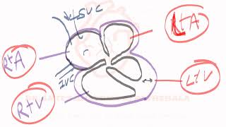 Cardiovascular SystemI – GENERAL ANATOMYHEARTBLOOD VESSELS VEINS AND CLASSIFICATION VALVES [upl. by Larret]