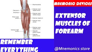 An easy way to remember extensor muscles of forearm anatomy [upl. by Cly]