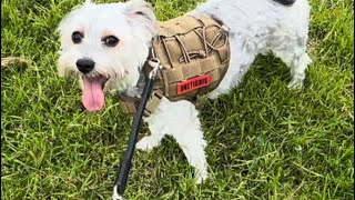 OneTigris Tactical Dog Harness [upl. by Aneel]