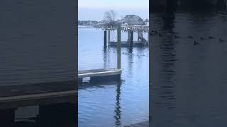 Bufflehead ducks and blue bill ducks altogether fishing Please subscribe and share [upl. by Ifen]