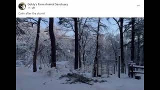 Goldys Farm Animal Sanctuary After the Storm by Elizabeth ❄❄❄❄ [upl. by Allehs483]