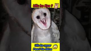 Ullu ke uppar bhool se bhi paani na marna 😱 ullu owl animals facts ytshorts wildlife [upl. by Cally244]