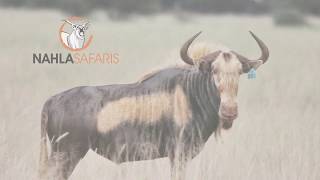 Kingsley  Kings Wildebeest on Auction [upl. by Eninaj]