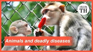 All about Zoonotic Diseases [upl. by Rhiamon]