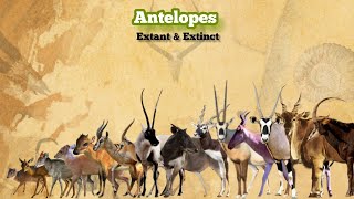 ANTELOPES  Size Comparison All Species [upl. by Hailee]