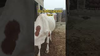 Treatment of Actinomycosis cow🐄 cow Buffalo [upl. by Pooley]