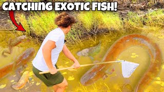 I Found EXOTIC FISH In The EVERGLADES For My AQUARIUMS [upl. by Soloman638]