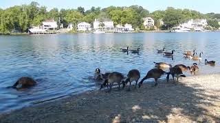 A Gaggle of Geese shortvideo geese geesewatching animallover animals animalvideos shorts [upl. by Iago870]