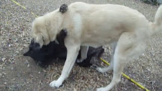 Thats gotta hurt Wolfdog and Anatolian Shepherd [upl. by Ayenat]