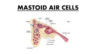 MASTOID AIR CELLS [upl. by Kasper]