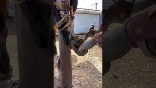 Traditional techniques work on donkeys before hoof trimming cleaning hooves shorts animals [upl. by Crotty220]