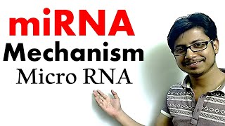 miRNA  micro RNA mechanism of gene silencing [upl. by Greyson]