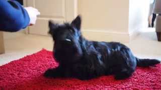 Scottish Terrier Play Dead Trick [upl. by Chi]