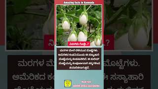 ಮರದಲ್ಲಿ ಬೆಳೆಯುವ ಮೊಟ್ಟೆಗಳು facts kannadafacts eggs egg trees interestingfacts sciencefacts [upl. by Aikemot678]