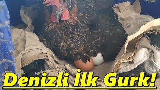 Denizli Tavuğu Gurk OlduGurk Nasıl Yatırılır TekirdağSüleymanpaşaTavuk [upl. by Mook]