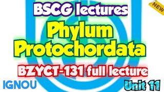 Phylum Protochordates Unit 11 Zoology Animal Kingdom BZYCT131  ignou neet 2023 trending [upl. by Tserrof]