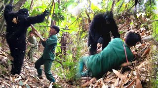 The battle between two hunters and King Kong is very dangerous Lý tiểu sử 7 [upl. by Wendolyn528]