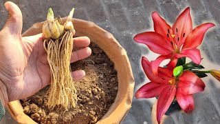 Asiatic lily plant growing tips How to plant grow lily flowers bulbs Lilium flowers care [upl. by Merwyn]