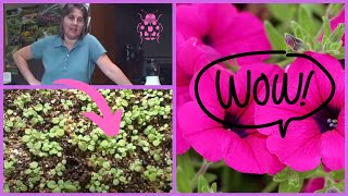 How to Plant Petunia Seedlings Planting Transplanting Time [upl. by Bromley836]