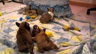 Legacy French Bulldog Puppies 6 Weeks quotBoys Will Be Boysquot [upl. by Idnahc274]