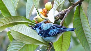 Birds of Mexico [upl. by Rebor]