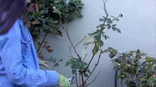 How to Prune Your Roses in 4 Easy Steps [upl. by Boorer]