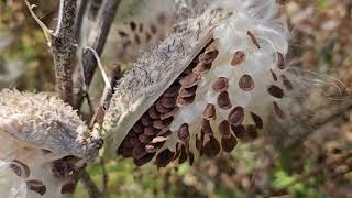 Time to Collect and Sow Milkweed Seeds [upl. by Aynotak]