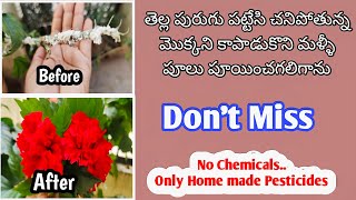 ఈ విషయం ముందే తెలిస్తే ఎంత బాగుండో కదాhow to control mealy bugs garden hibiscus how pestcontrol [upl. by Aguie]