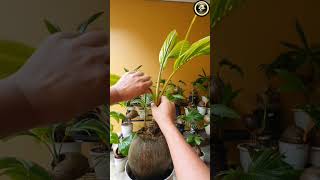 Coconut Bonsai 😍QuickBonsai MiniatureMarvels ExpressGardening CoconutShorts [upl. by Ericksen]