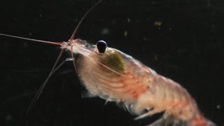 What is krill  The secret life of whale food [upl. by Daniella744]