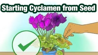 Starting Cyclamen from Seed [upl. by Inaleon]