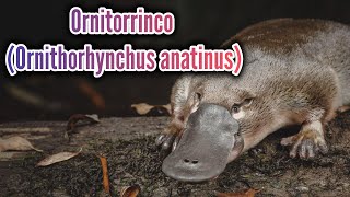 Conoce al Ornitorrinco Un Animal Único en su Especie [upl. by Attenehs2]