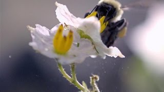 SloMo Footage of a Bumble Bee Dislodging Pollen [upl. by Roselle194]