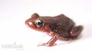 A Mona coqui frog Eleutherodactylus monensis at Zoo Atlanta [upl. by Snider512]