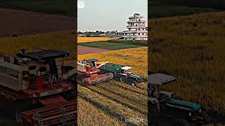 new farming status dhaan ki katai AVN harvesting new farming status [upl. by Lorac]