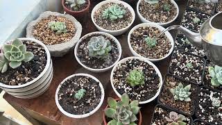 A Guide to Watering and Propagating Your Succulent Collection [upl. by Pinelli]